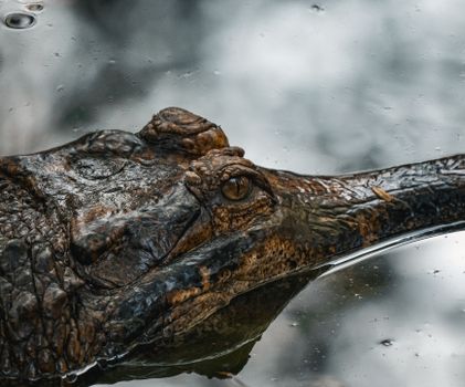 Detailed shot of a gharial crocodile's head resting on water in Thailand's natural habitat.