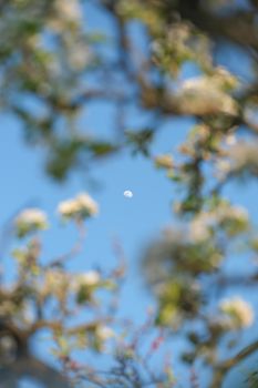 A crescent moon visible through spring blossoms against a vibrant blue sky in France.