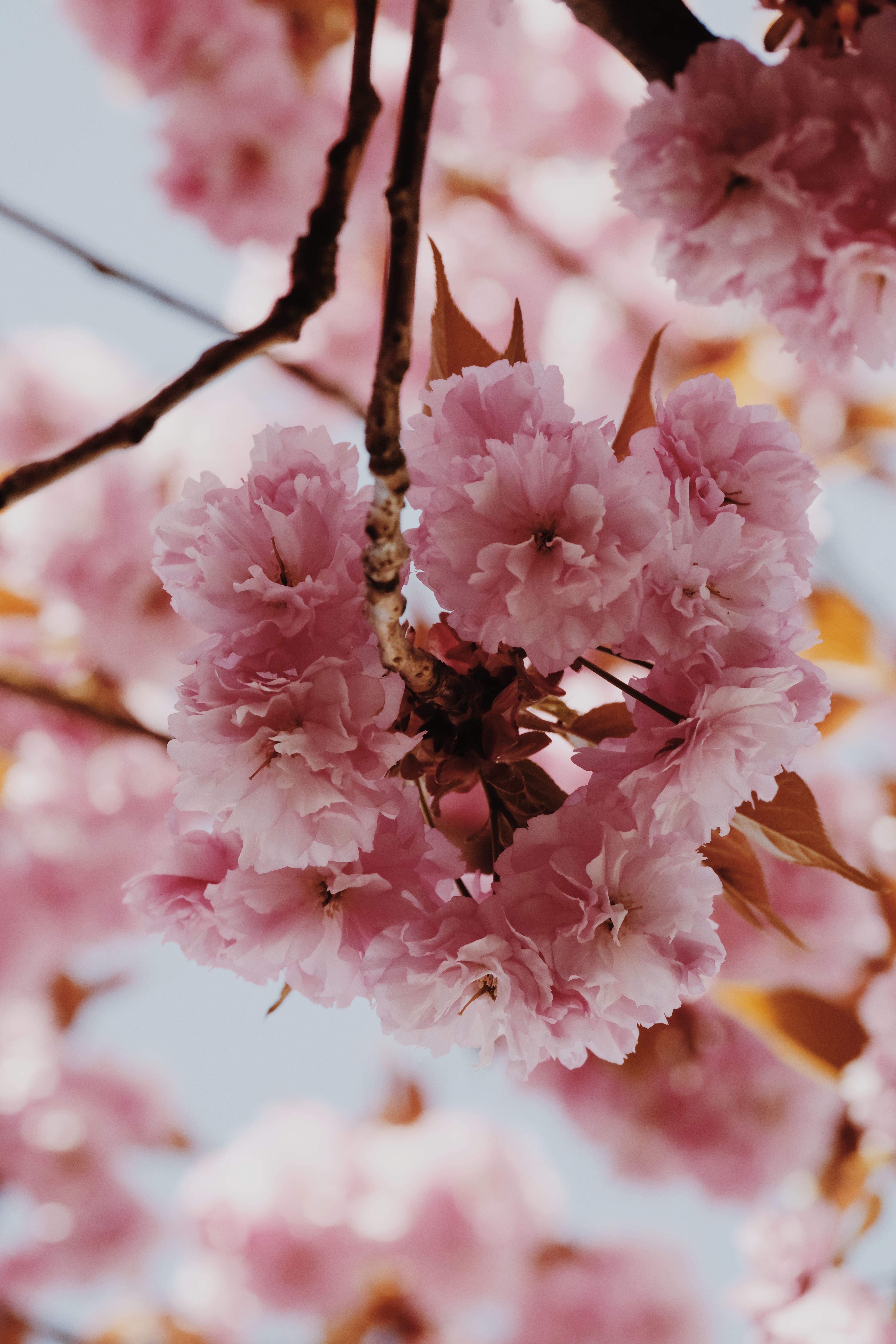 Close-up of Pink Cherry Blossoms in Spring · Free Stock Photo