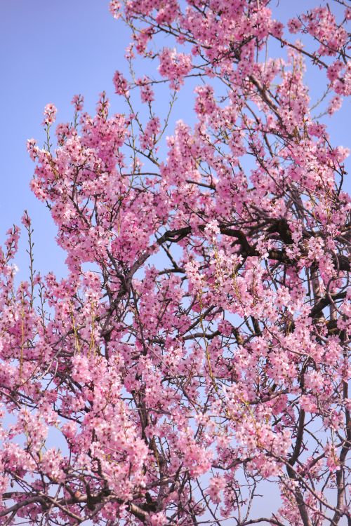 Free Vibrant cherry blossoms against a clear blue sky, showcasing spring beauty. Stock Photo