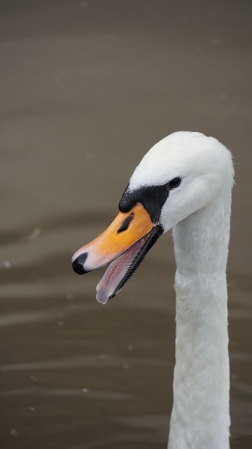 Free Elegant mute swan with open beak on a serene body of water, showcasing its distinctive features. Stock Photo
