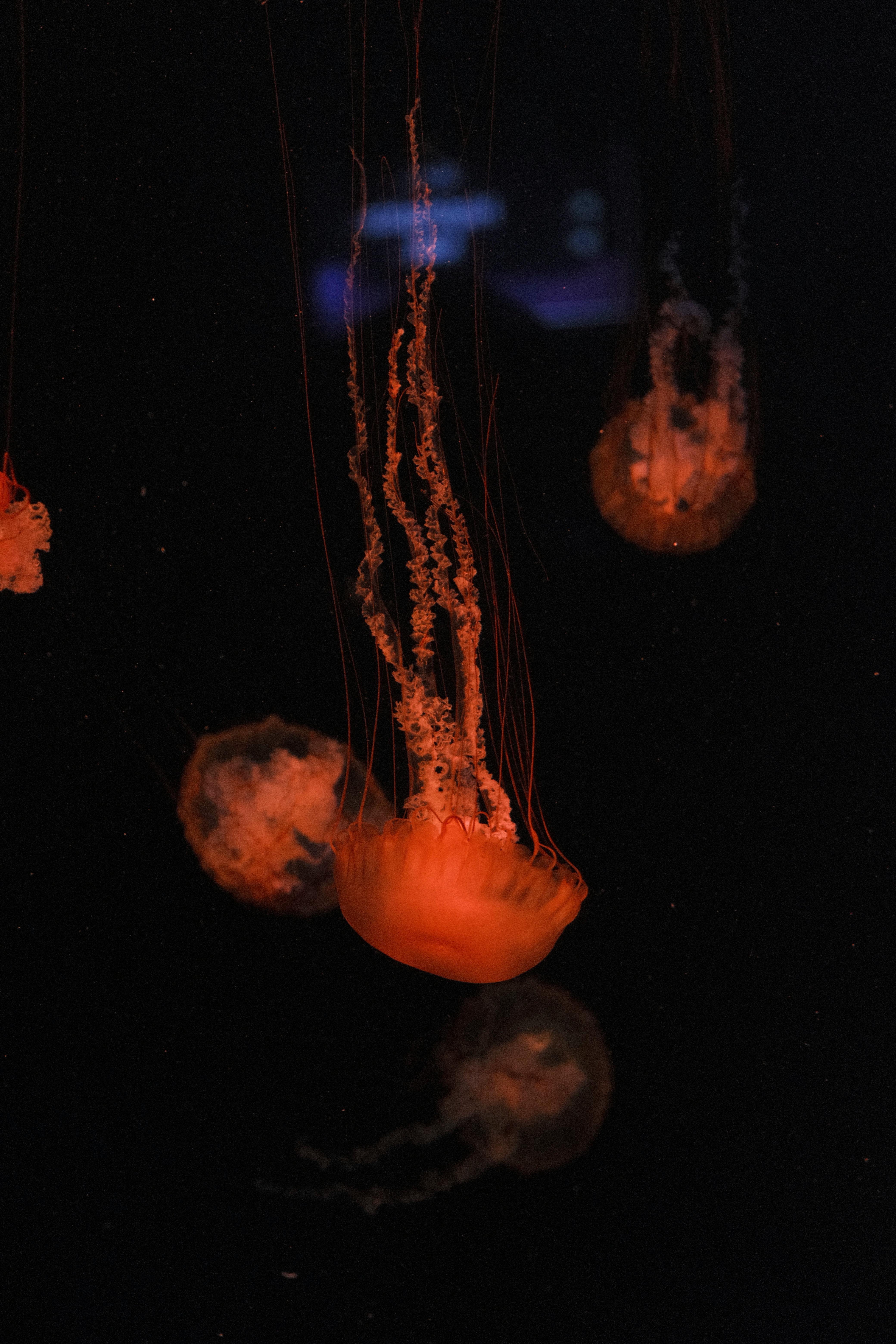 A mesmerizing view of glowing orange jellyfish drifting in dark water.