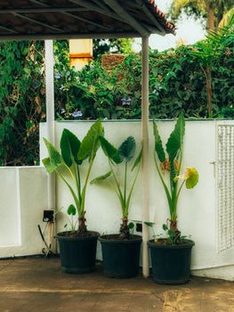 Three lush potted plants arranged on a patio under partial shade.