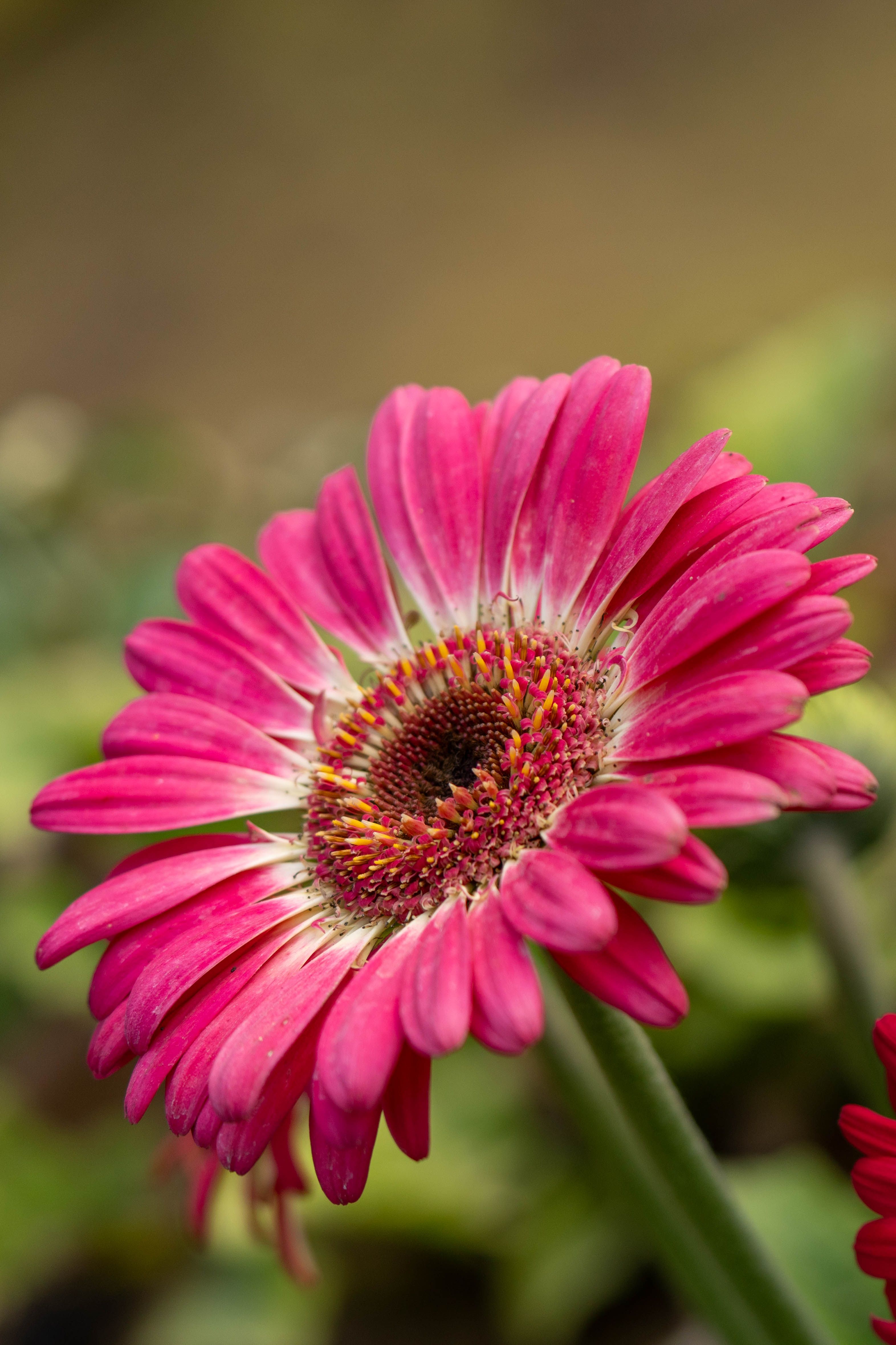 Close-up of Vibrant Pink Gerbera Daisy in Bloom · Free Stock Photo