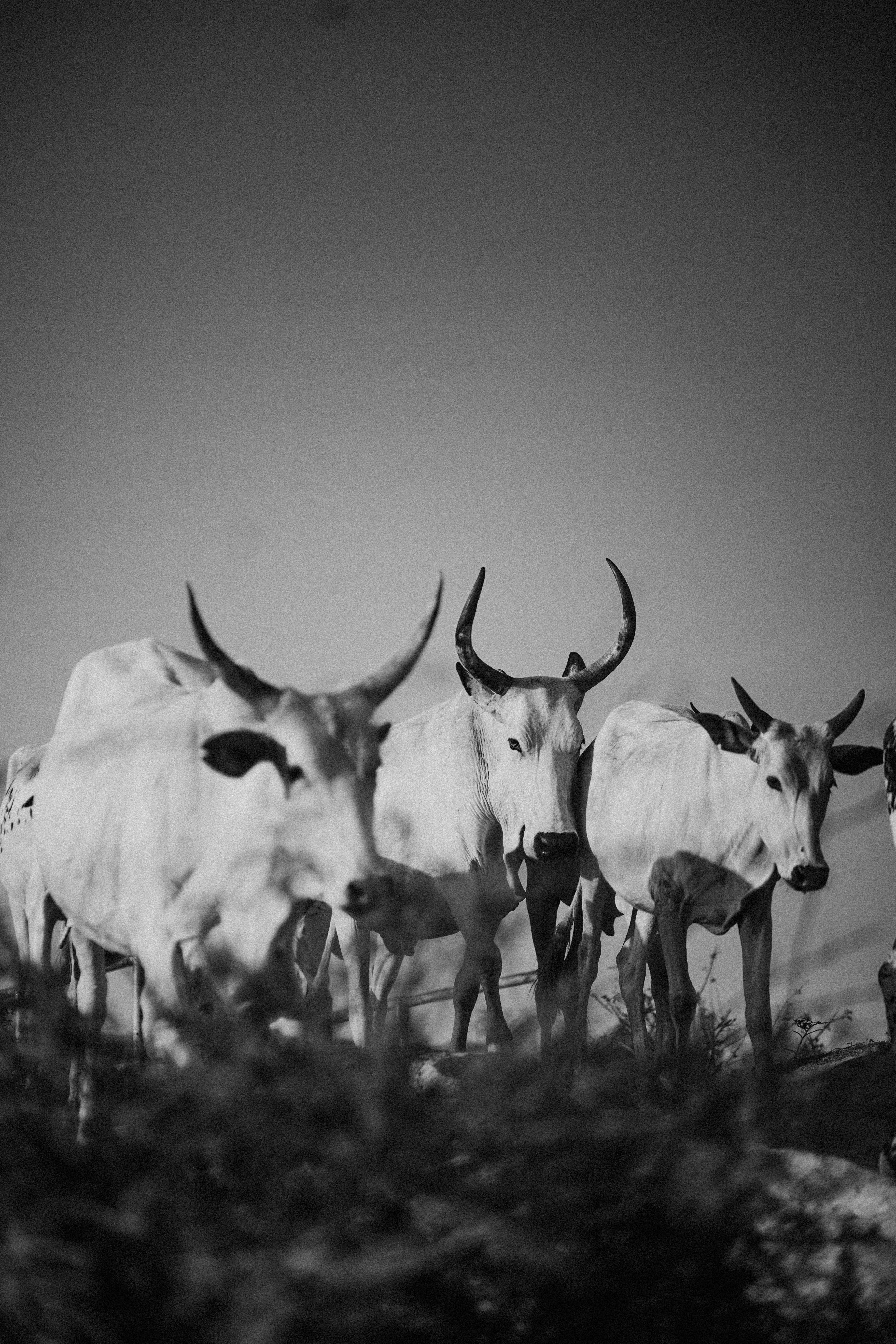 Black and White Portrait of Cattle in Field · Free Stock Photo