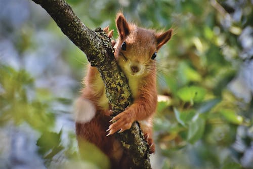 무료 나무 가지에 갈색 다람쥐 스톡 사진