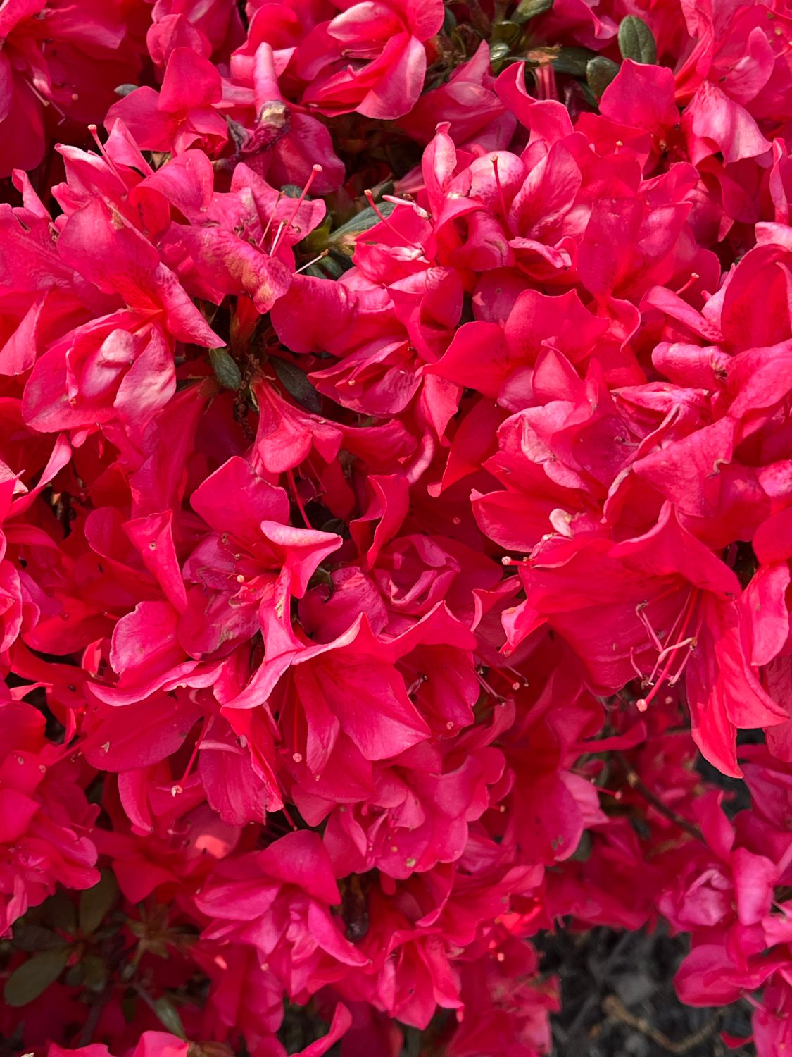 Azalea Rays Ruby Vibrant Red Azalea Blooms in Full Glory · Free Stock Photo