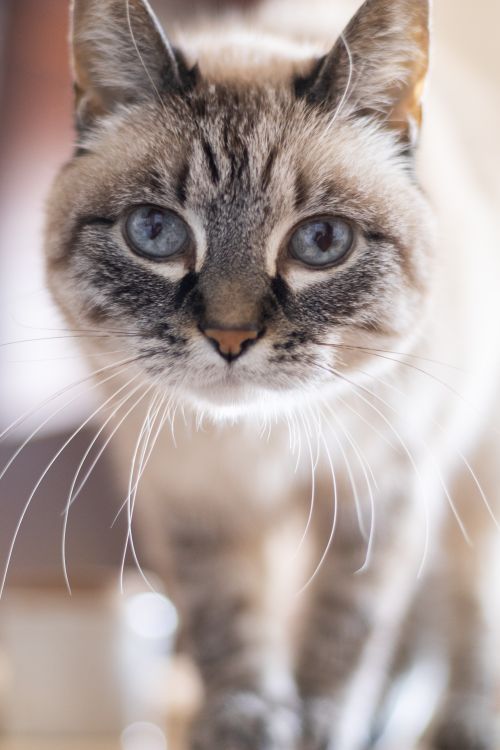 Free Charming Siamese cat with blue eyes and soft fur, captured in natural light. Stock Photo