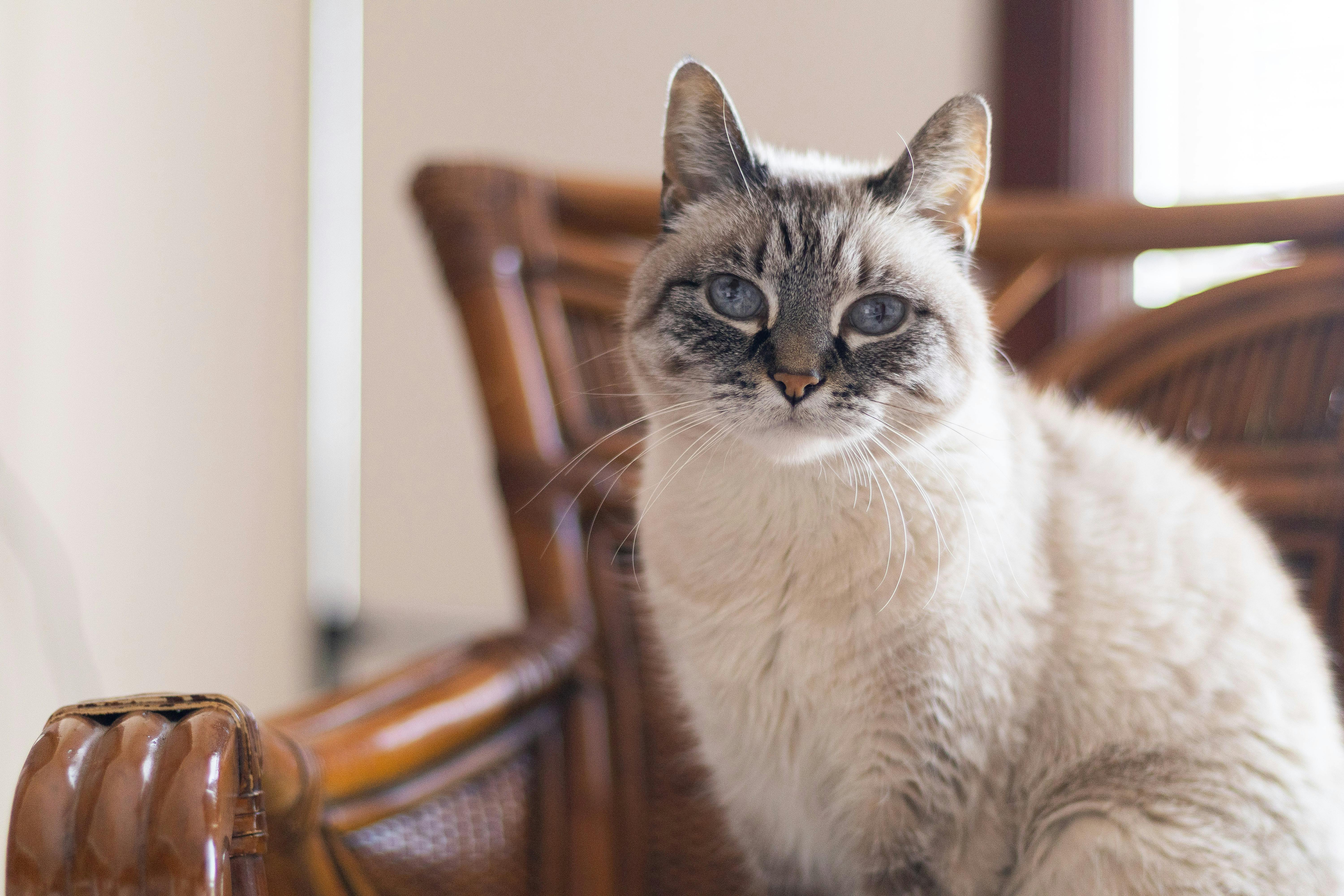 Adorable Siamese cat with blue eyes sitting on a wooden chair indoors, daytime.