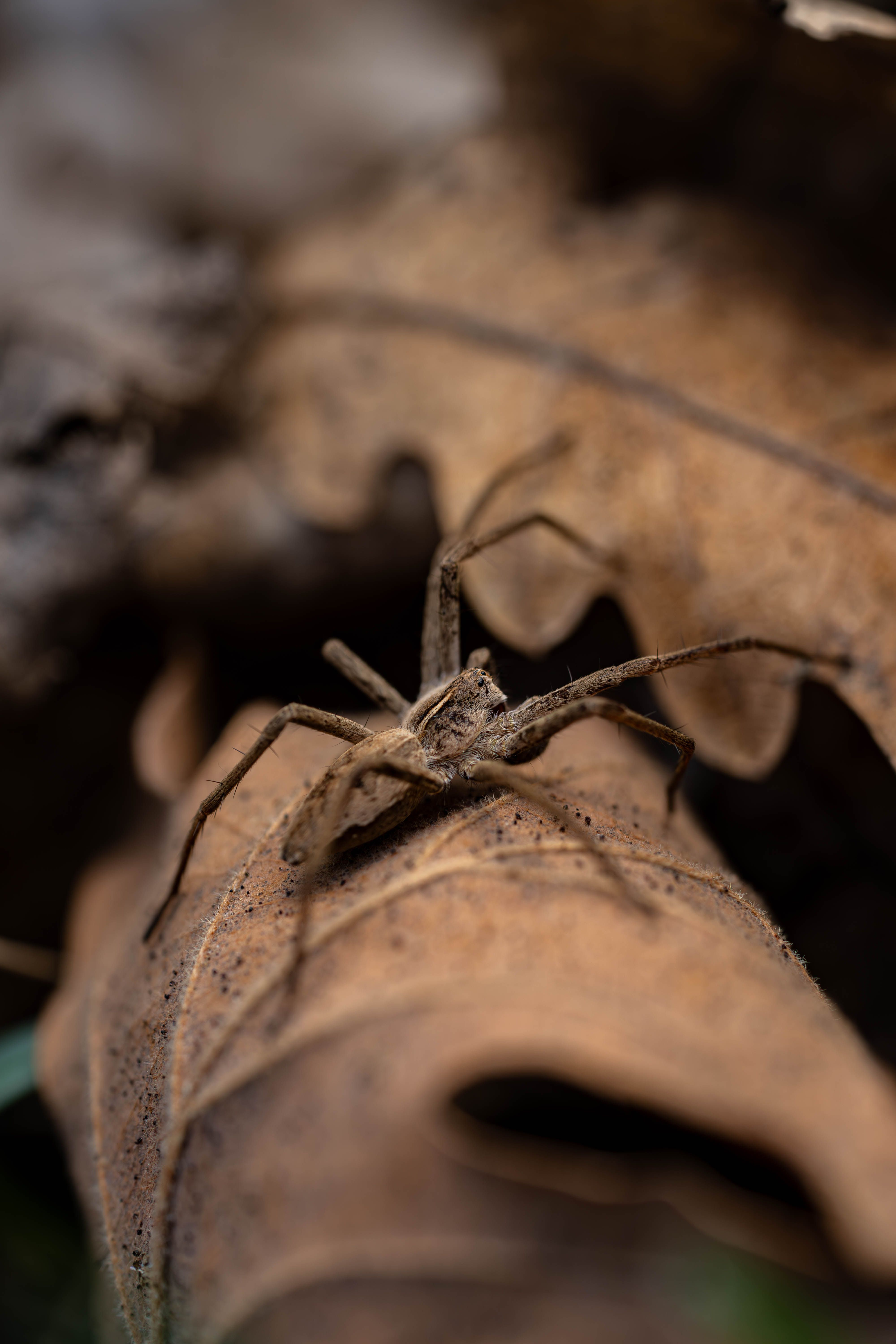 Close-Up of a Spider on Dry Autumn Leaf · Free Stock Photo