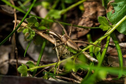 Free Macro shot of a grass spider camouflaged among green leaves and twigs. Stock Photo