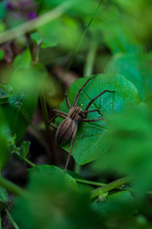 Free A detailed view of a brown spider resting on lush green leaves, showcasing nature's intricate beauty. Stock Photo