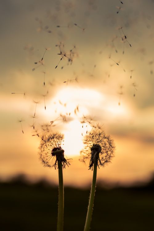 Free Two dandelions releasing seeds against a stunning sunset backdrop, symbolizing nature's fleeting beauty. Stock Photo
