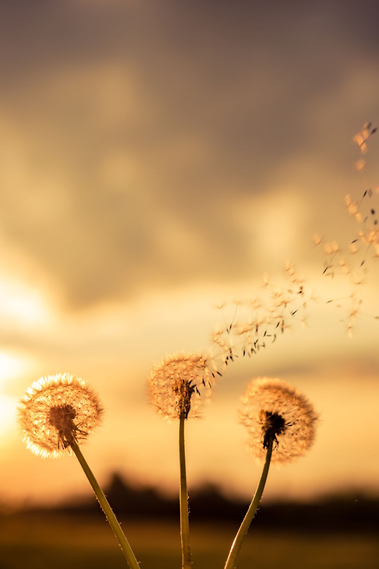 Golden dandelions releasing seeds at sunset representing ideas spreading through referrals