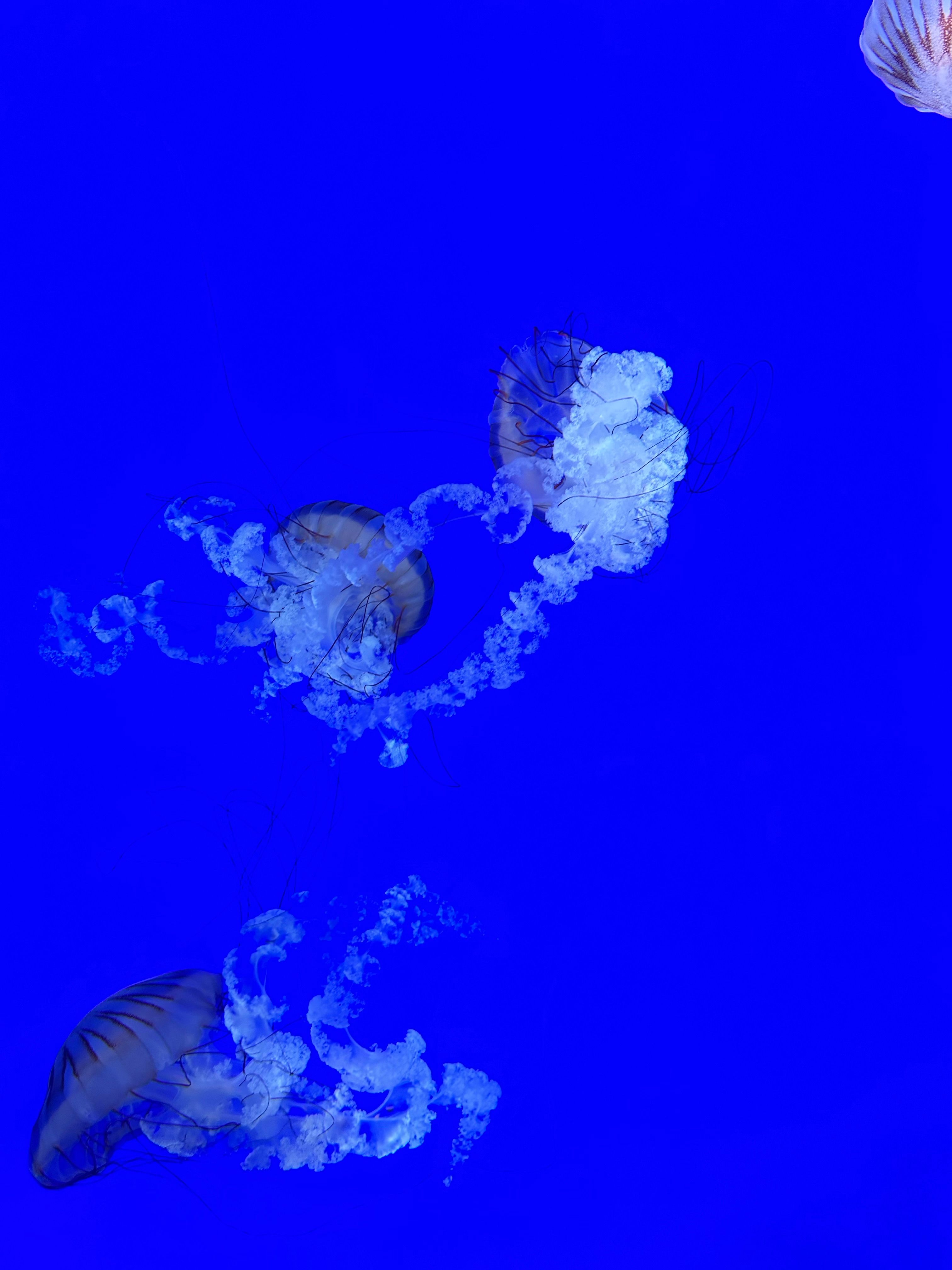 Jellyfish No Background Photos, Download The BEST Free Jellyfish No ...