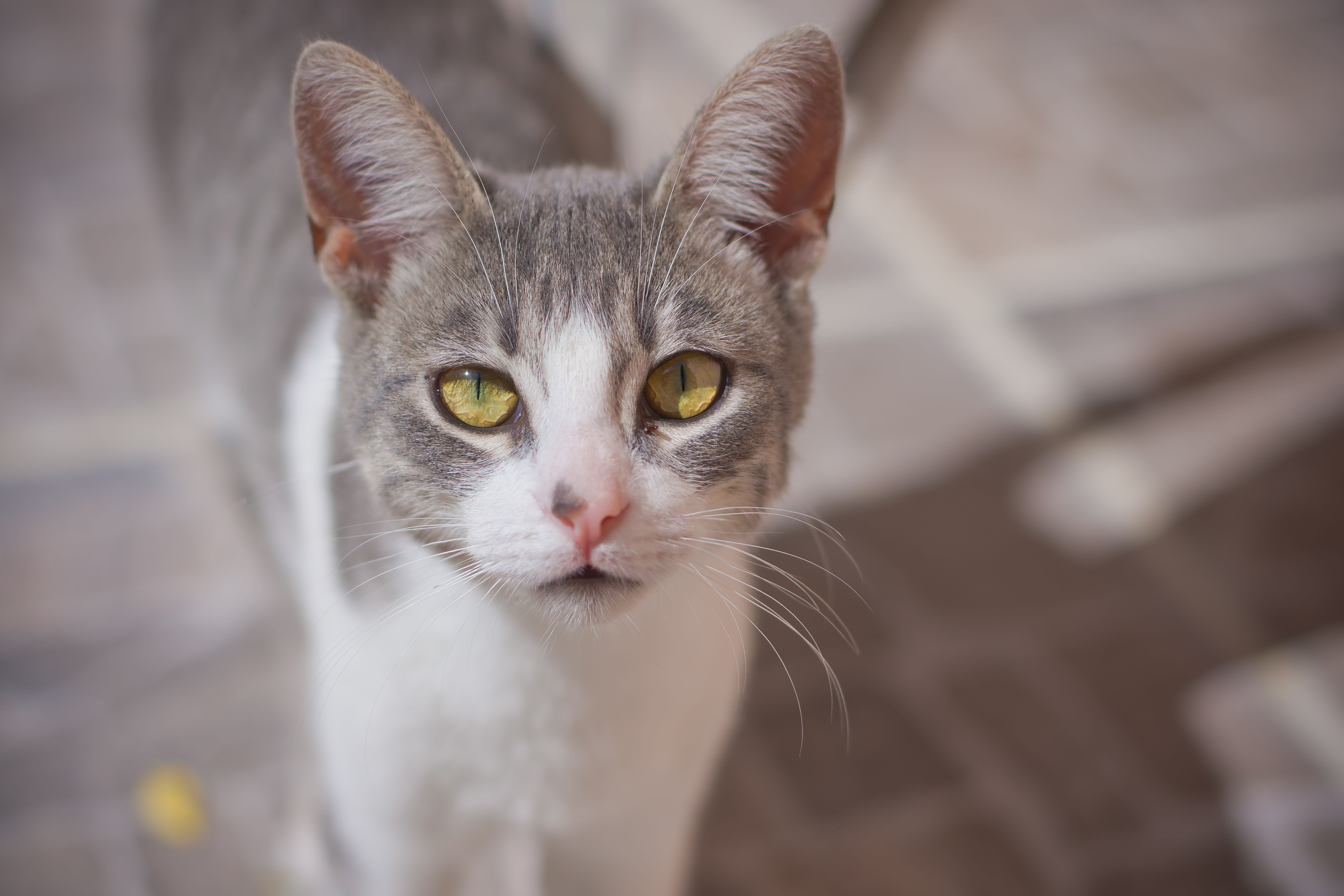 Eine Katze schaut neugierig in die Kamera