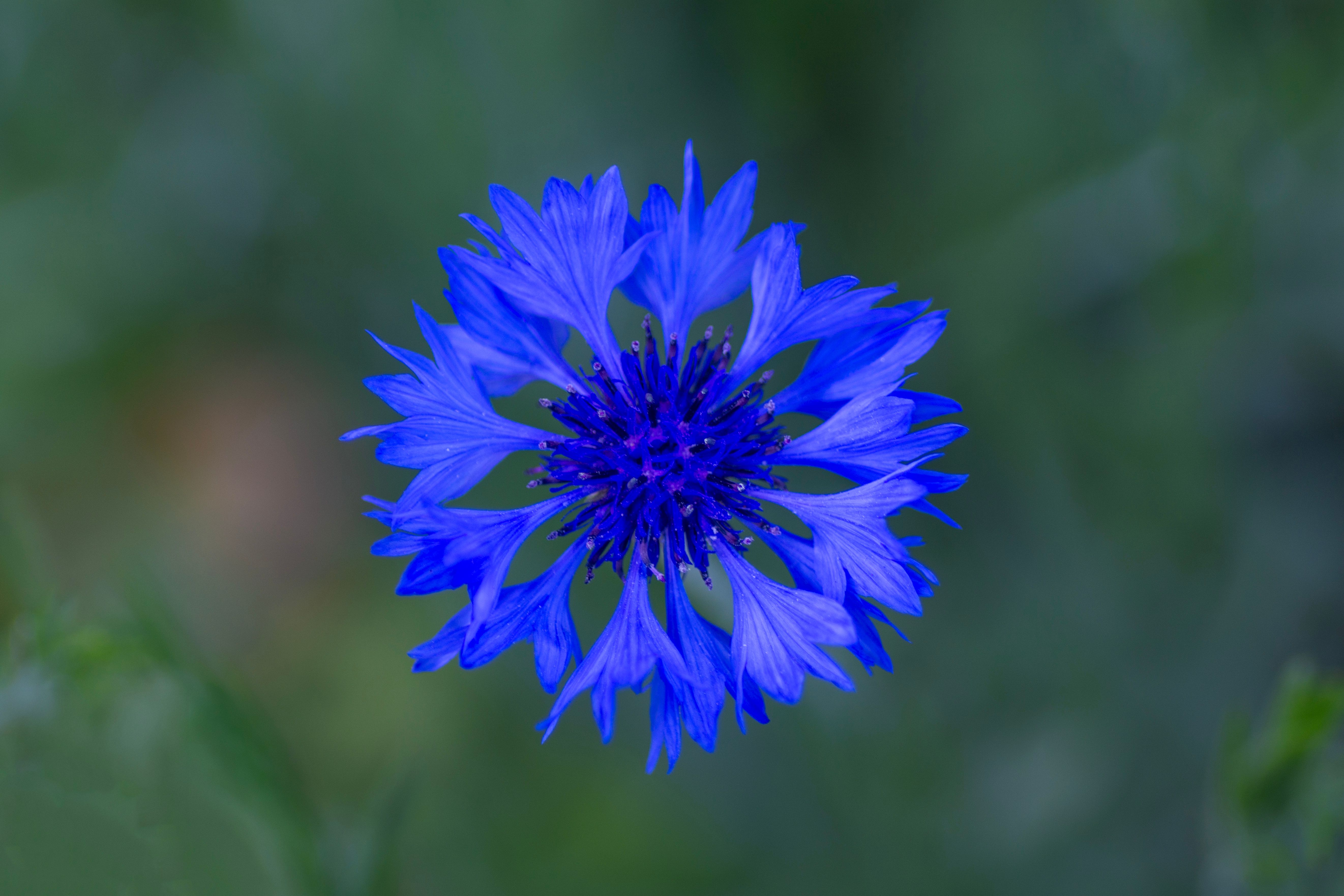 Cornflower Botanical Photo