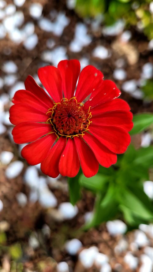Free Close-up of a bright red Zinnia flower, showcasing vibrant petals and intricate details. Stock Photo