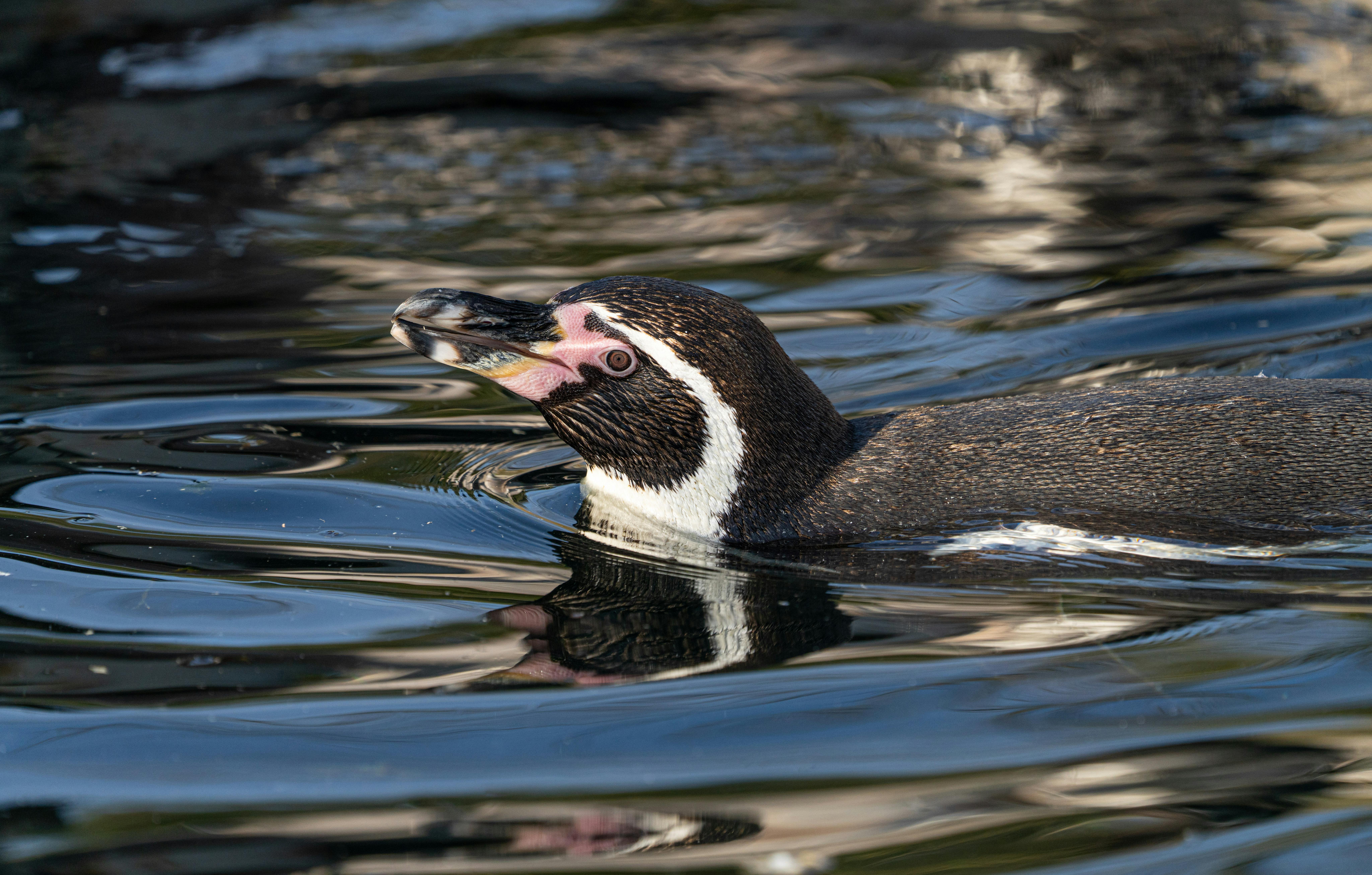 zoologist talking about penguins at zoo