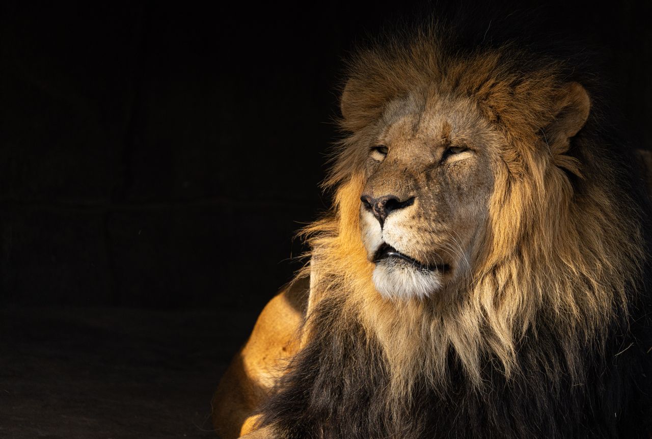 a powerful african lion rests calmly showcasing its majestic mane and