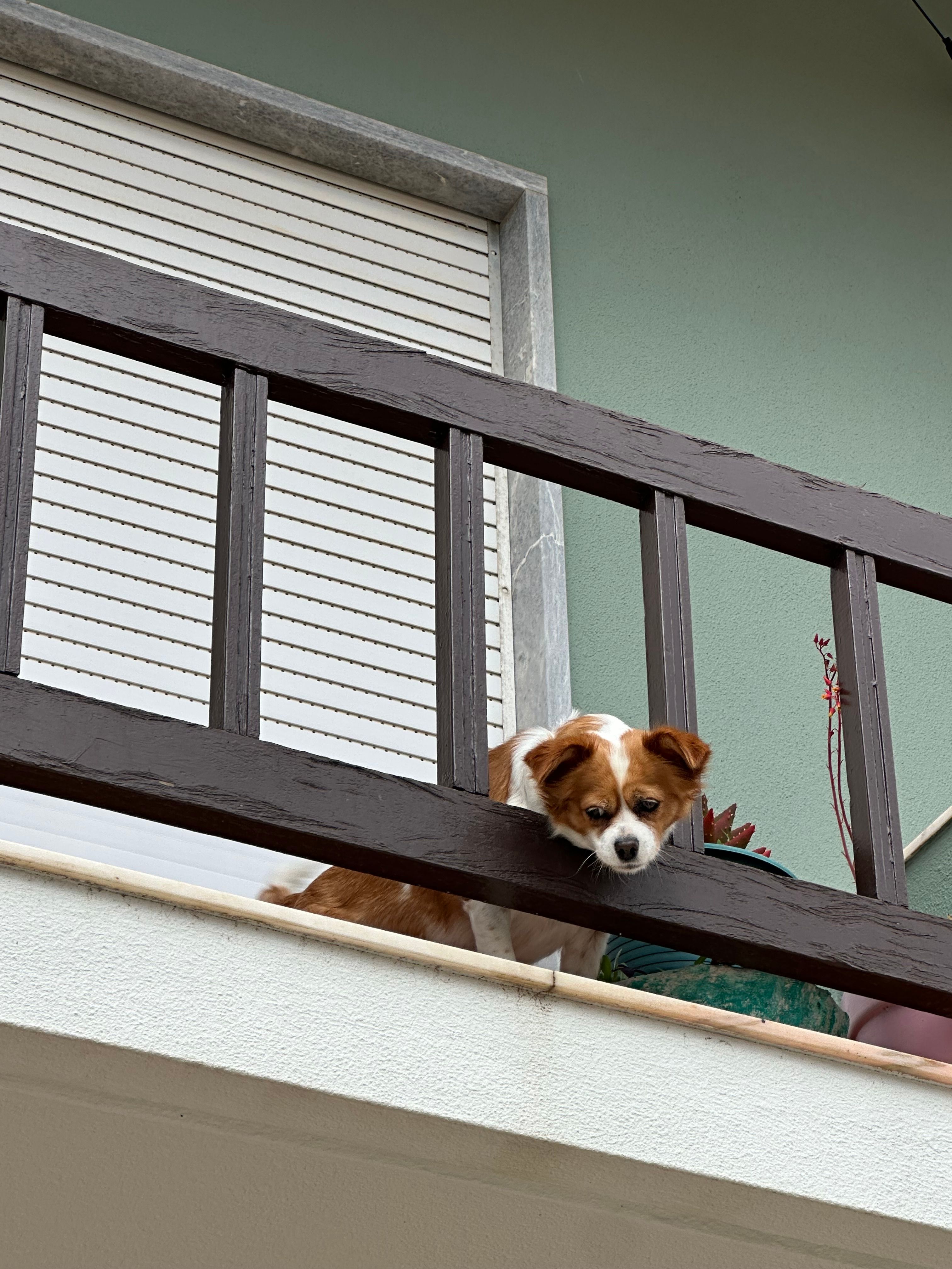 A small dog peers over a balcony railing next to a succulent plant, capturing a curious moment.