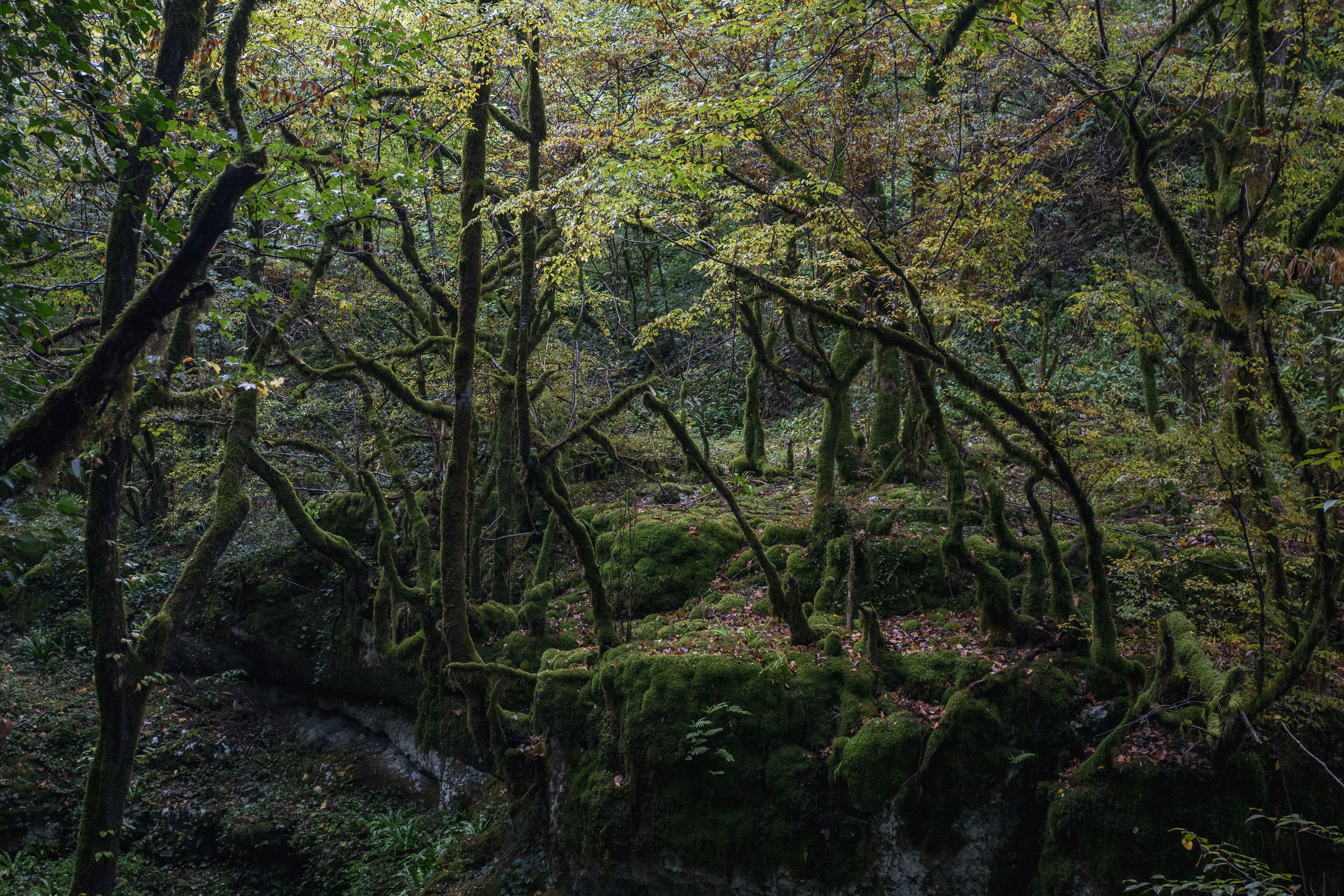 A tranquil scene of moss-covered trees in a dense Georgian forest, highlighting nature's untouched beauty.