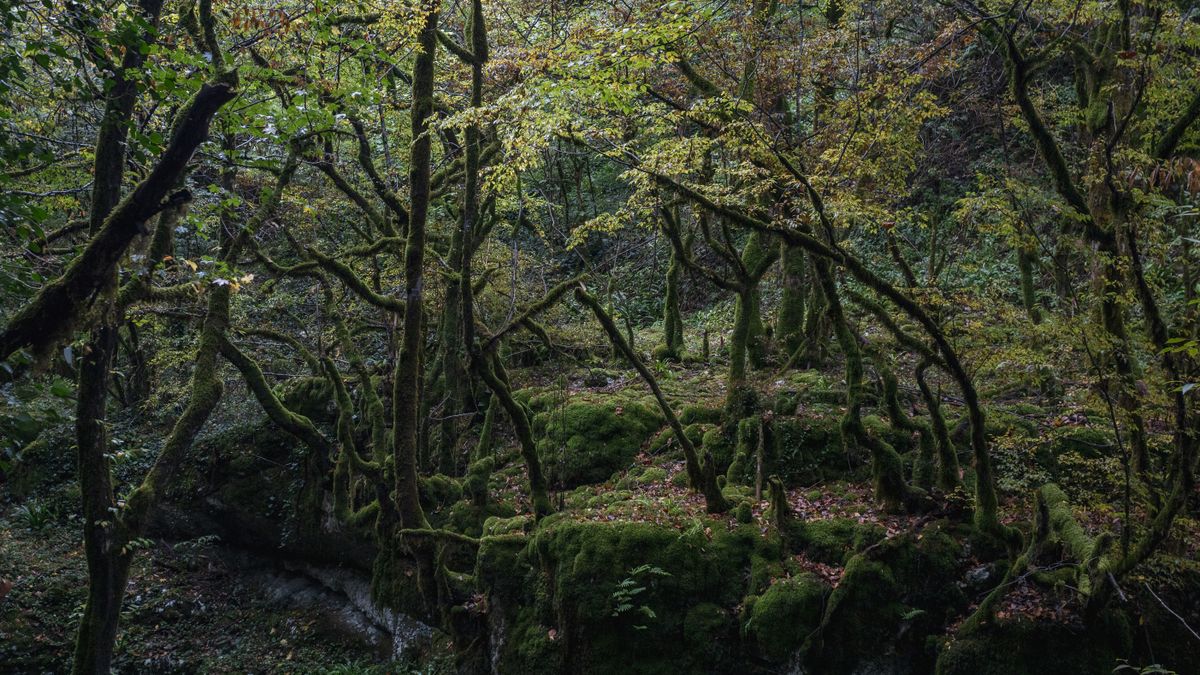 Les bienfaits des bains de forêt : une pratique à adopter en milieu urbain