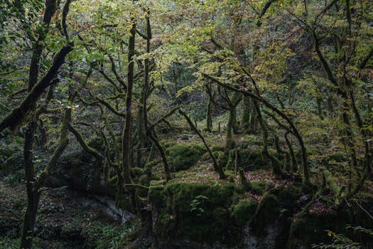 A tranquil scene of moss-covered trees in a dense Georgian forest, highlighting nature's untouched beauty.
