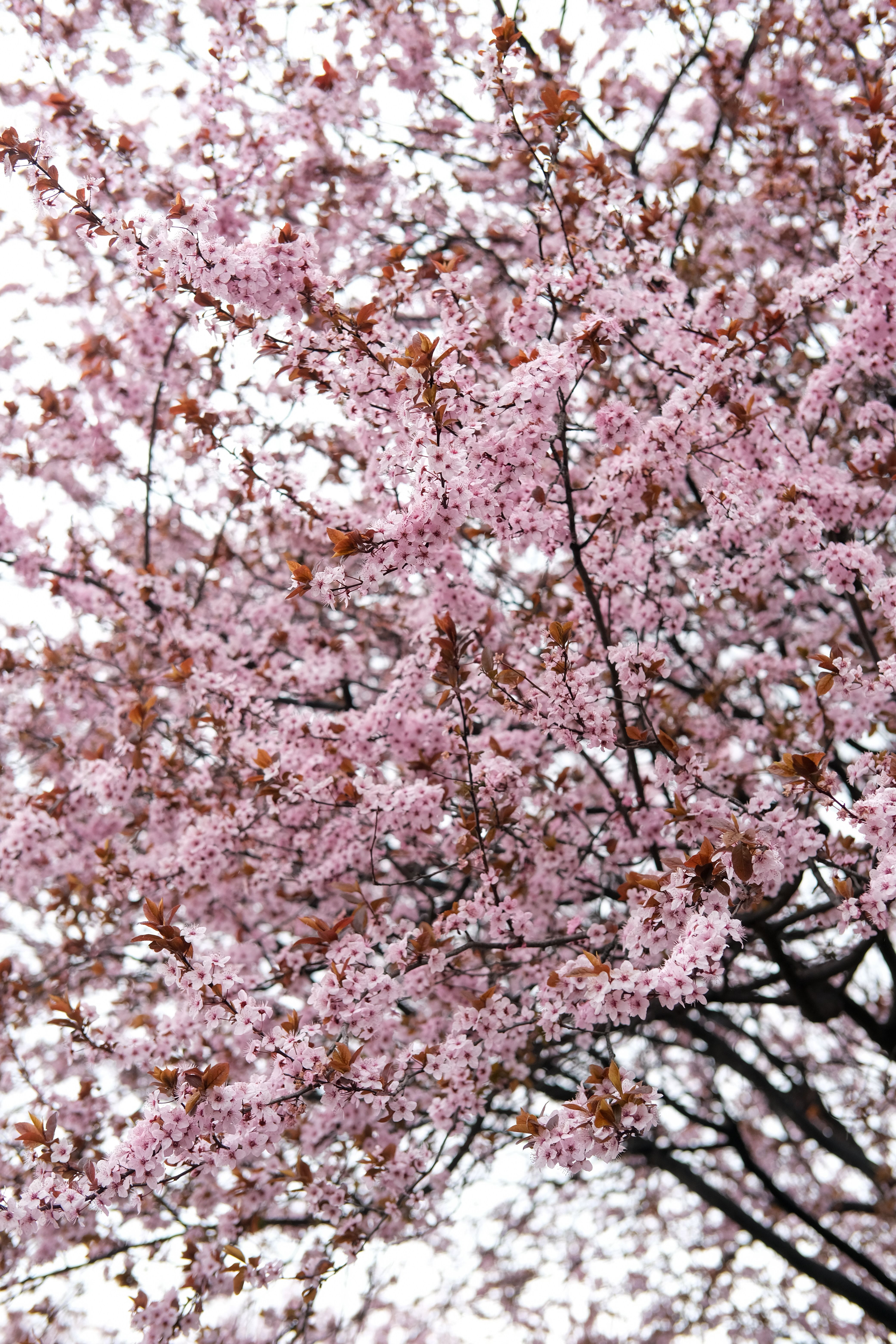 Beautiful Cherry Blossom Tree in Full Bloom · Free Stock Photo