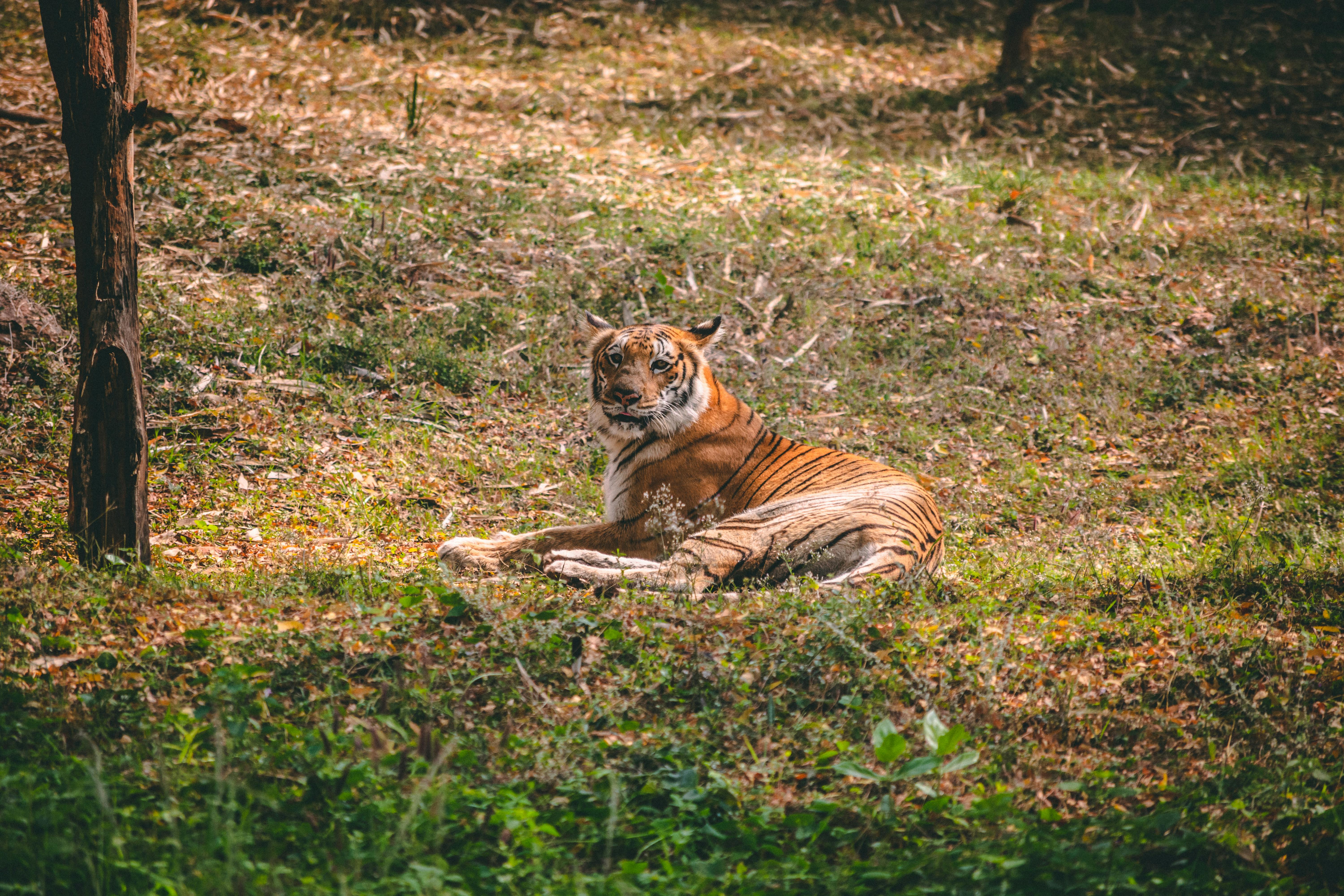 Free Stock Photo Of Bengal Tiger Indian Tiger Siberian Tiger
