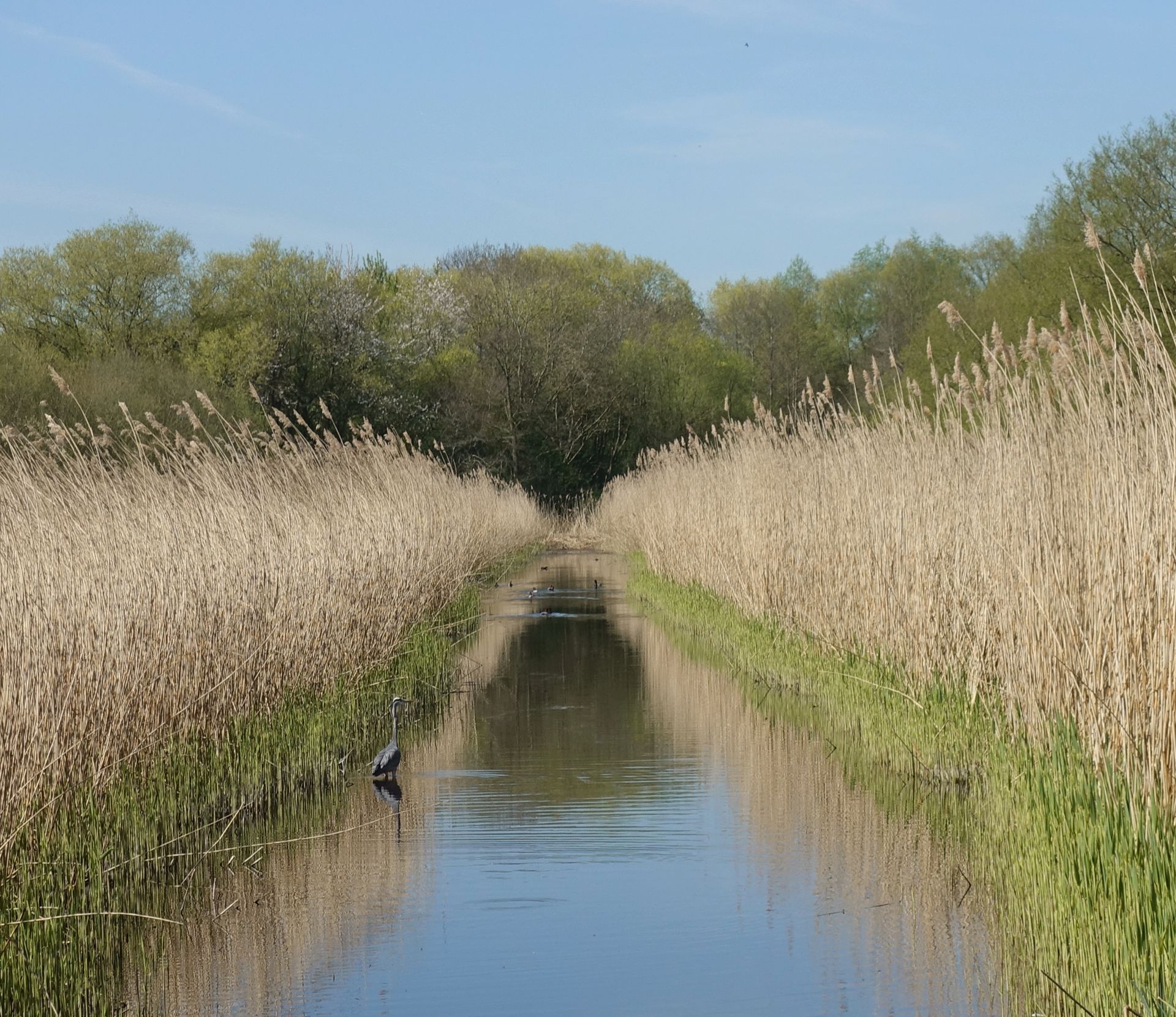 Peaceful canal scene in Harefield, England featuring a heron and reed bed. Ideal for nature enthusiasts.
