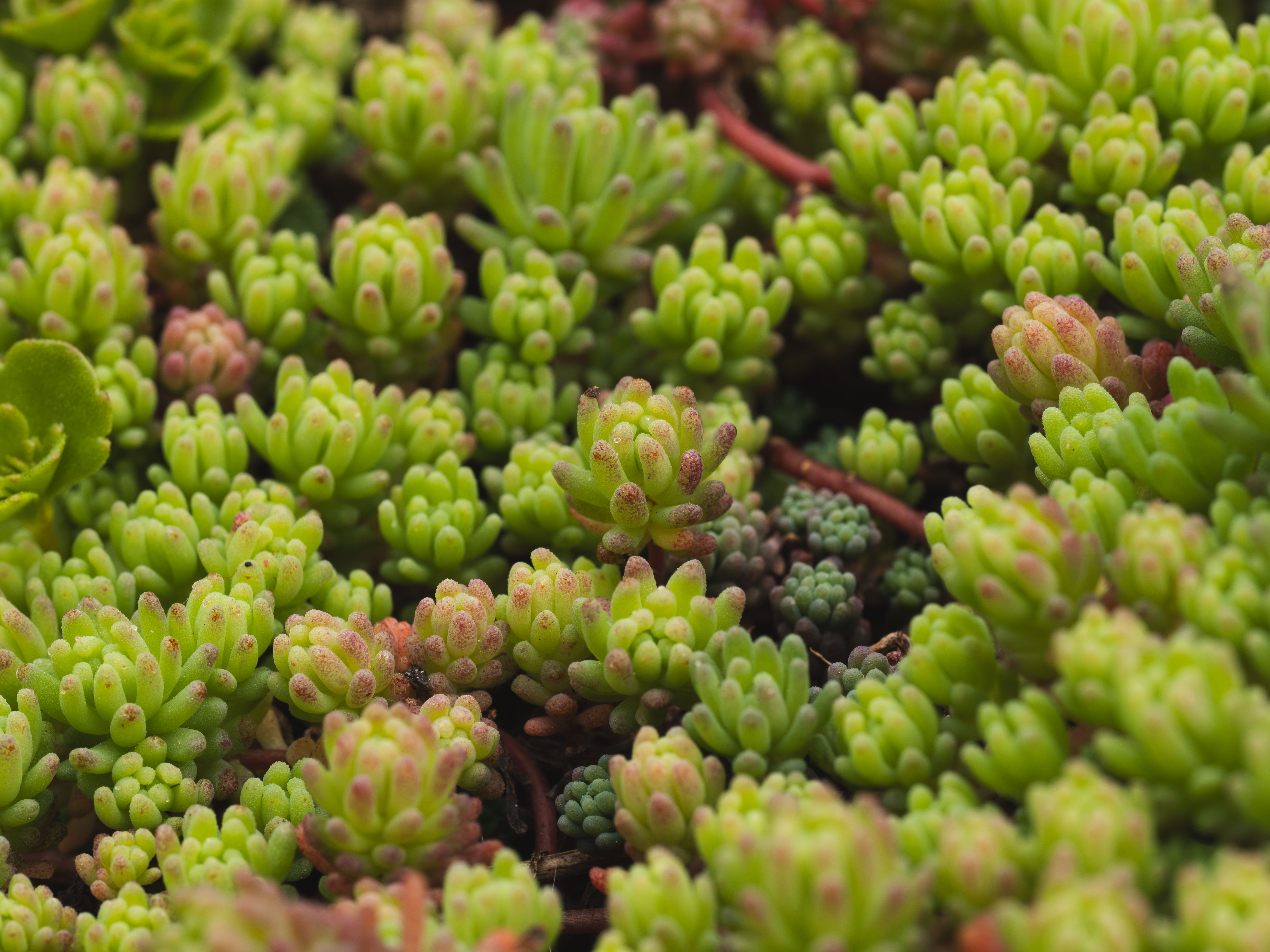 Lush close-up photo of green and pink succulents, showcasing nature's patterns and textures.