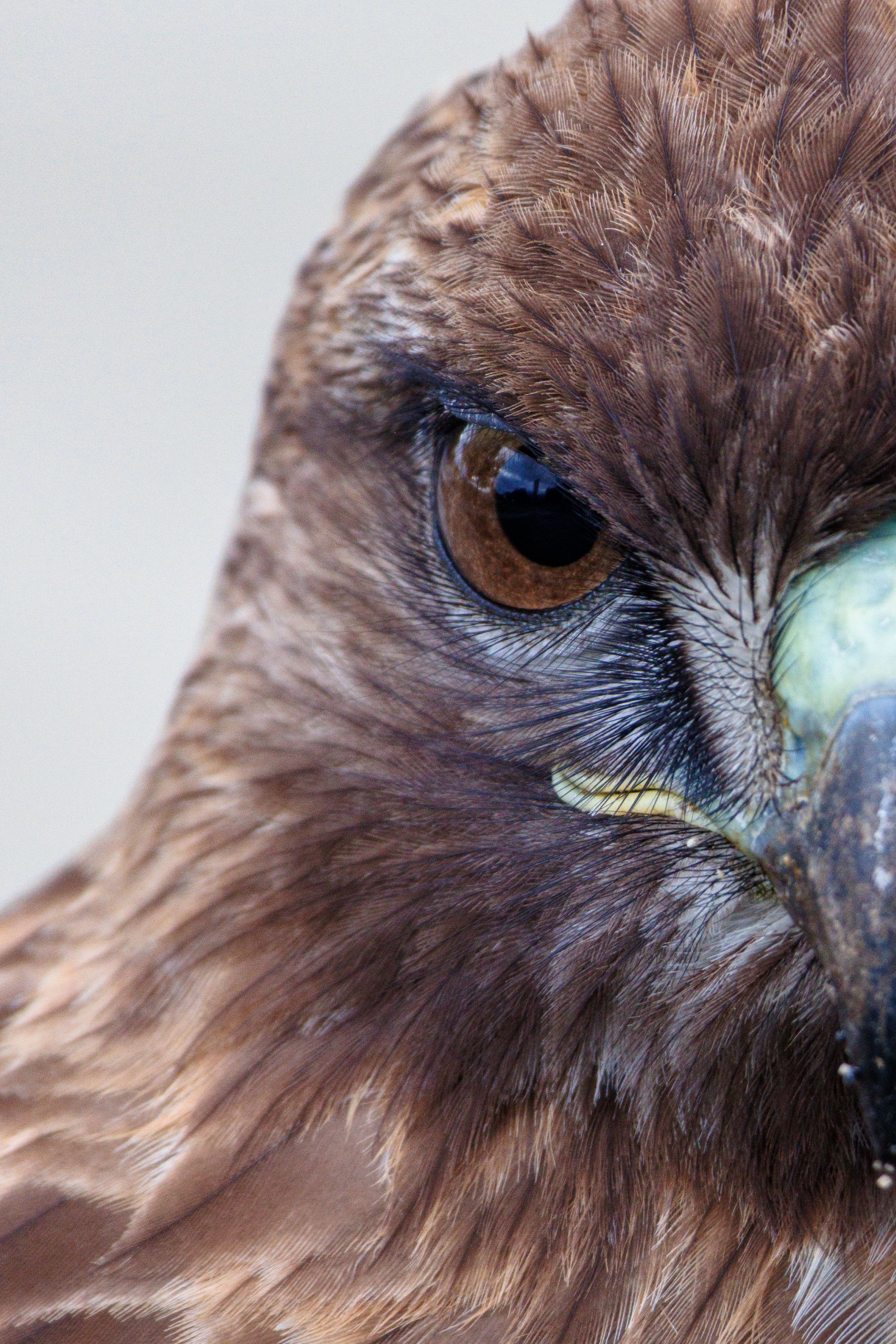 Close-Up of a Golden Eagle's Intense Gaze · Free Stock Photo