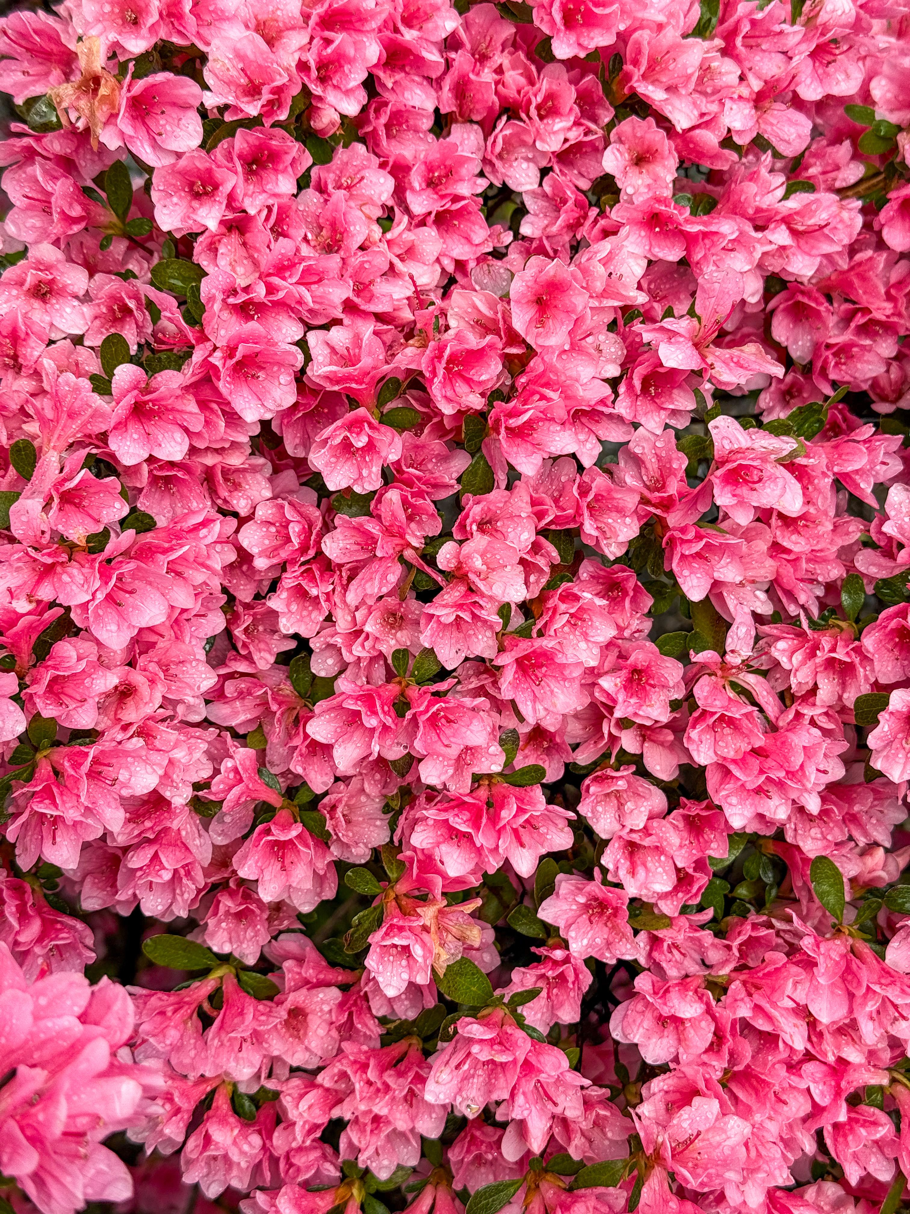 Spring 4k Wallpaper Photos, Download The BEST Free Spring 4k Wallpaper ...