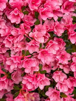 Close-up of vibrant pink azaleas adorned with fresh dew drops, showcasing nature's delicate beauty.
