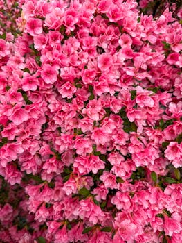 Close-up view of vibrant pink azalea flowers showcasing their lush, floral beauty.