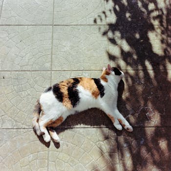 A calico cat lies peacefully on a textured pavement, basking in the sun's warmth.