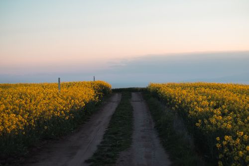 Free A tranquil dirt path flanked by bright yellow canola fields under a serene sunset sky. Stock Photo