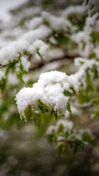 Close-up of green leaves covered with snow, signaling an unseasonal winter scene.