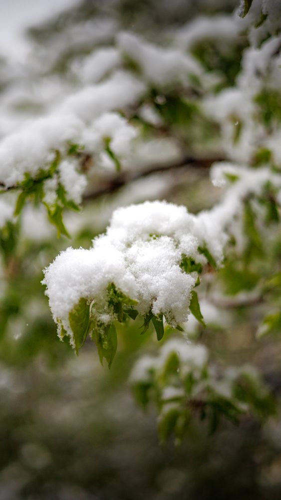 Spring Snow Color Spring Snow Photos, Download The BEST Free Spring Snow Stock Photos ...