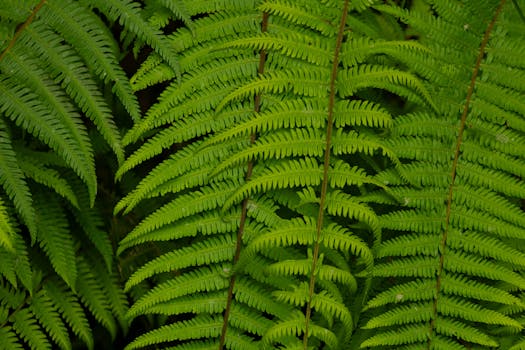 Image by David Correa Franco