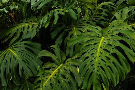 Dense cluster of Monstera leaves showcasing natural beauty in the Colombian jungle.