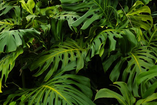 Image by David Correa Franco