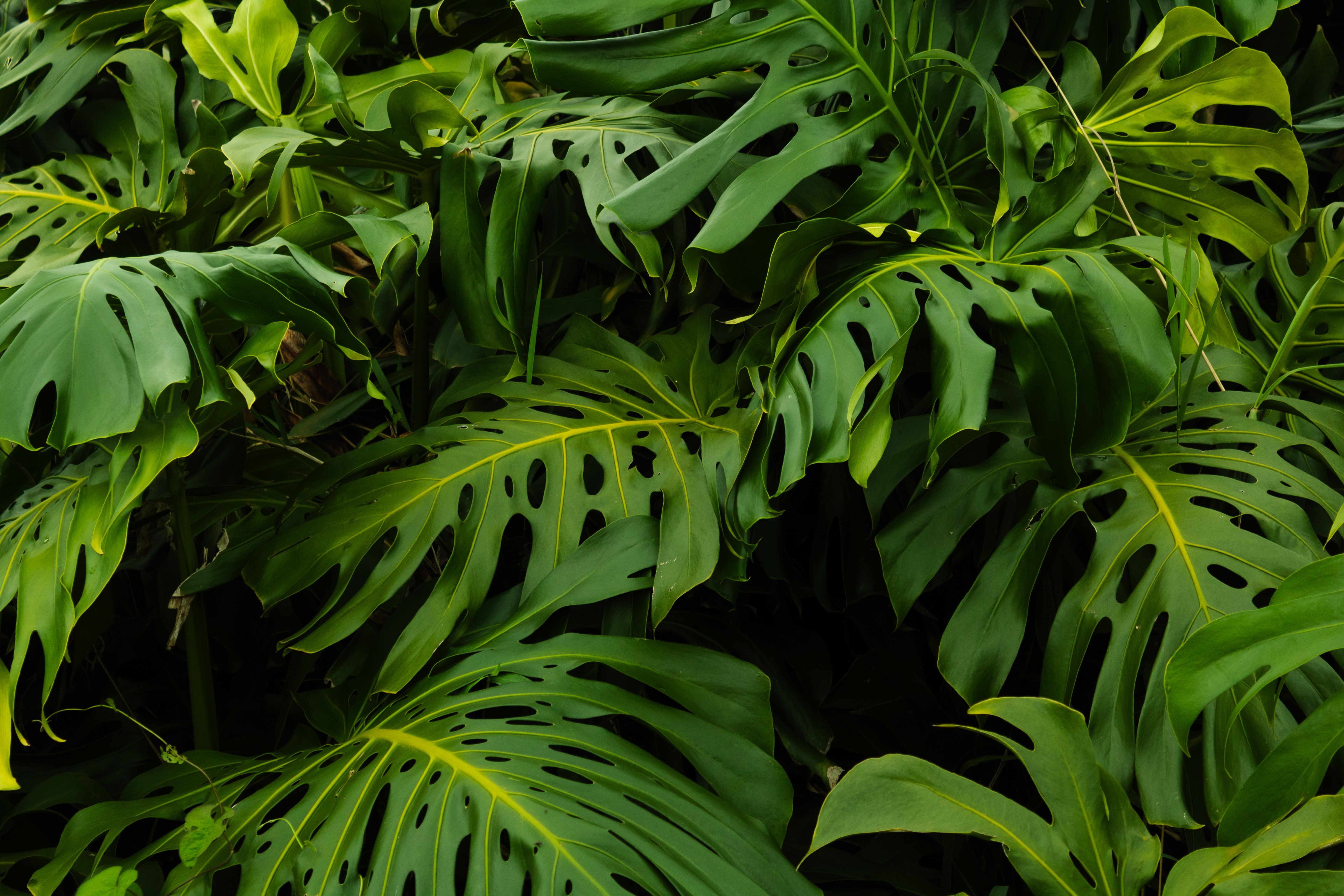 hosta guacamole plant Guacamole Hosta  Plant Detectives