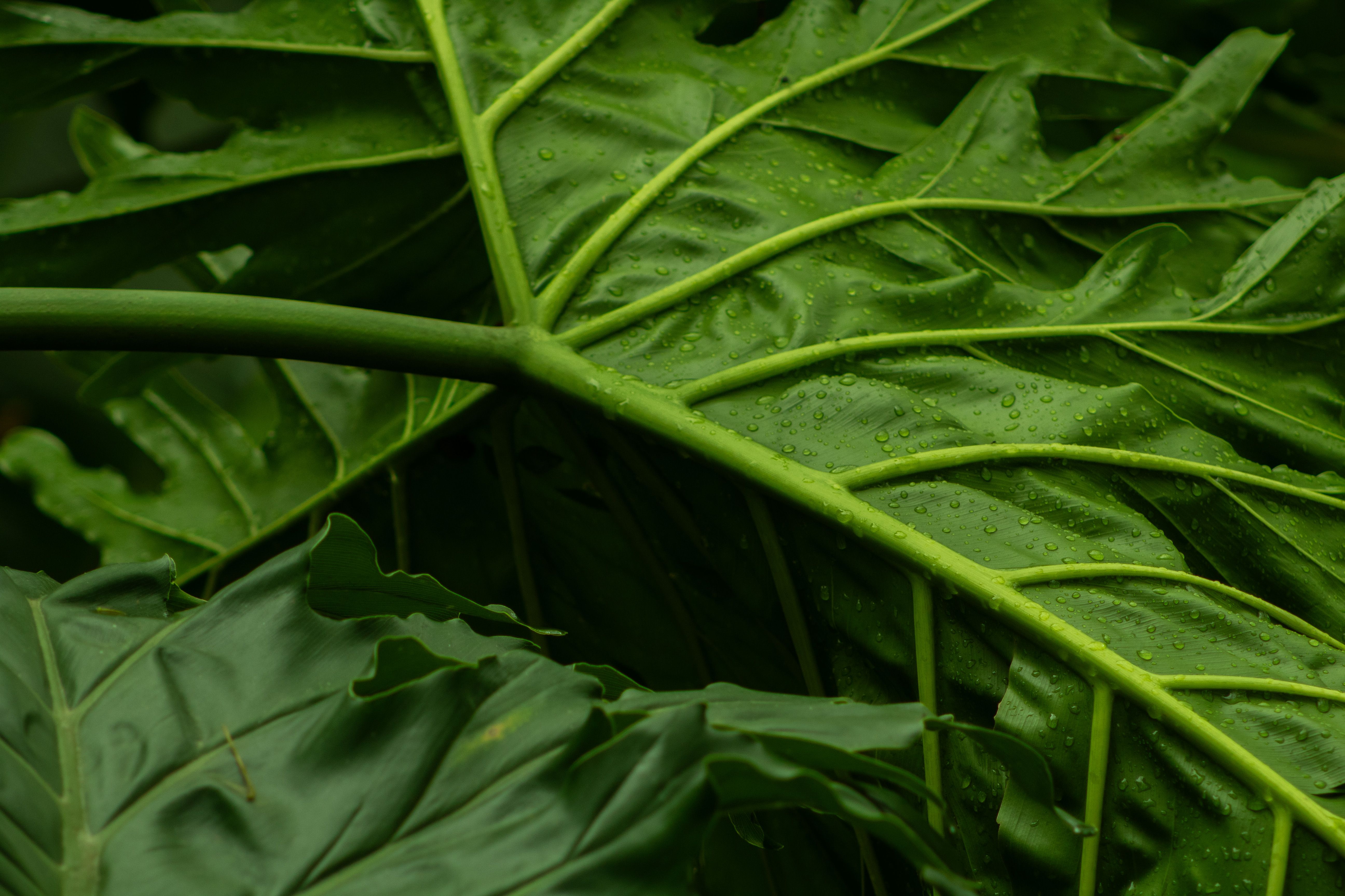 Close-Up of Tropical Green Leaves with Dew Drops · Free Stock Photo