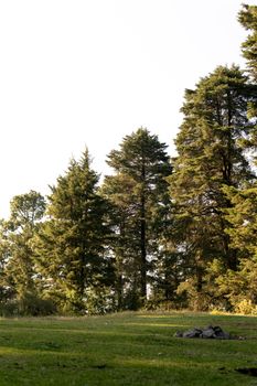Serene pine forest landscape with an open grassy area, perfect for nature lovers.