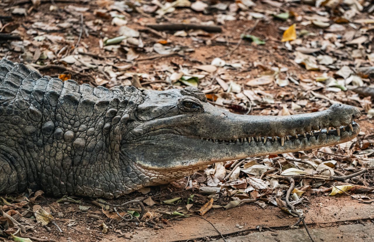 crocodile resting on a forest floor with dry leaves in thailand