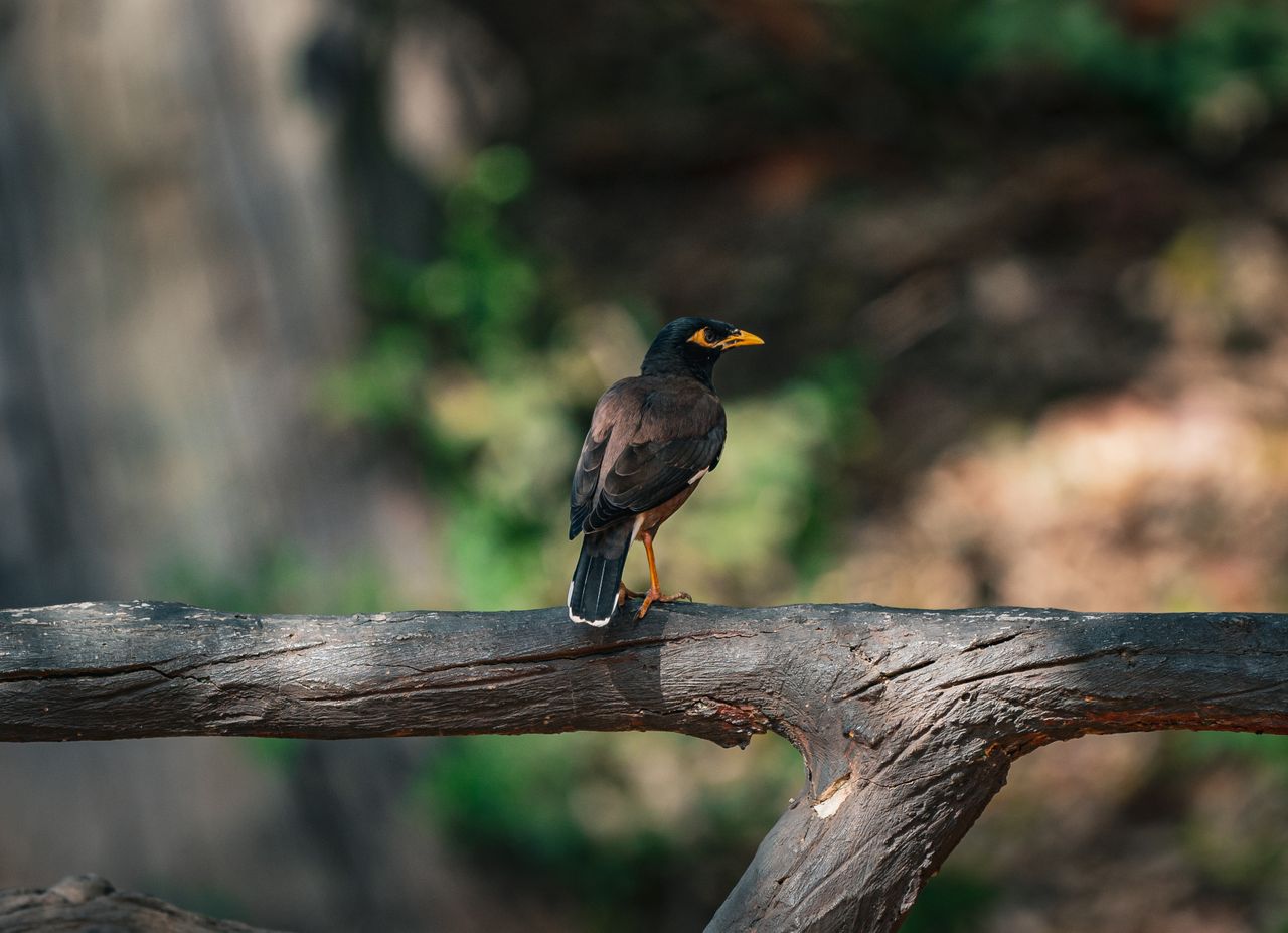 a common myna bird perches on a log in natural thai setting showcasing