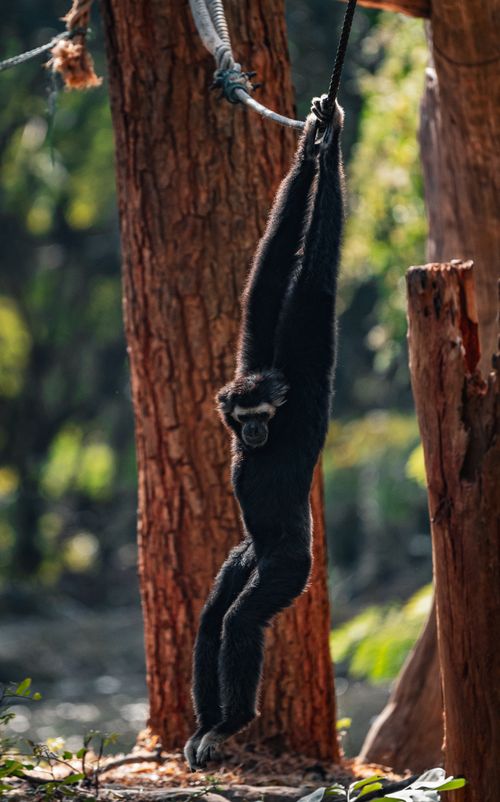 Free A gibbon gracefully swings on a rope in a vibrant Thai forest. Stock Photo