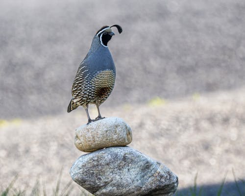 Krepelka Kalifornska (Callipepla californica, Křepelka kalifornská, křepelky kalifornské, kalifornské Křepelka, kalifornské Křepelka kalifornská) Krepelka Kalifornska